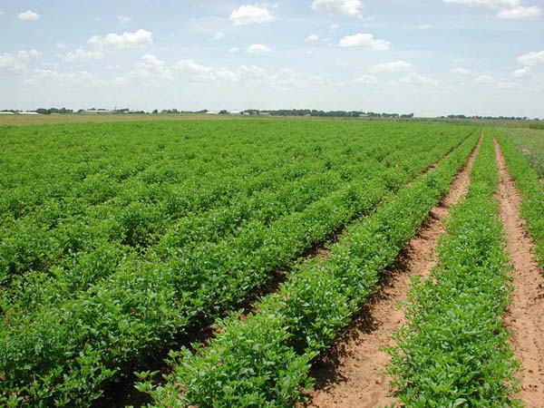 Jaiambay Fertiliser Corn Image